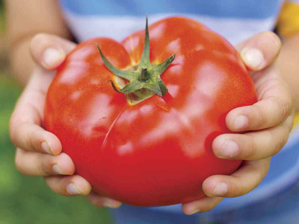 Vous voulez avoir des tomates géantes?